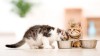 Smart Pet Feeder: A Health Management Solution for Multi-Pet Households