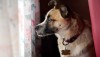 What to Do If Your Pet Gets Lost? How a Microchip Scanner Enhances Pet Safety