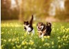Understanding Giardia Infection in Dogs and Cats: Symptoms, Transmission, and How to Test at Home