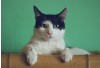 Feline Calicivirus (FCV): What Cat Owners Should Know About This Common Respiratory Virus
