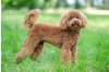 What You Need to Know About Canine Coronavirus and How to Spot It Early