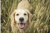 Understanding CPV and CDV: Early Detection and Prevention for Your Dog's Health